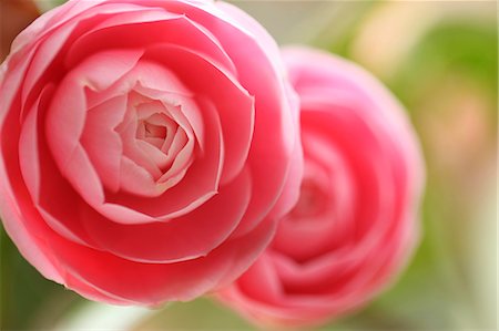 Camellia flowers Photographie de stock - Premium Libres de Droits, Code: 622-06900467