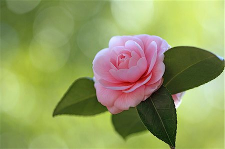 Camellia flower Photographie de stock - Premium Libres de Droits, Code: 622-06900469