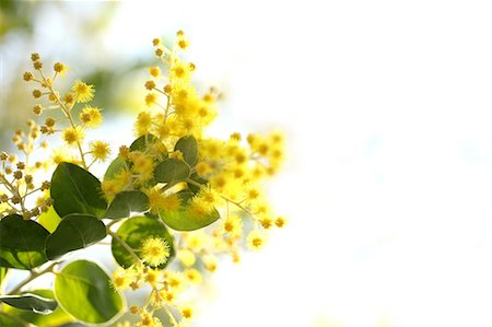 Mimosa Stock Photo - Premium Royalty-Free, Code: 622-06900474