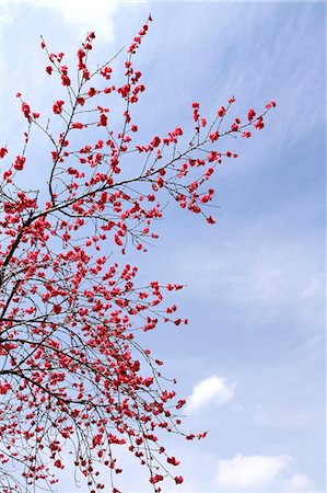 peach tree - Peach blossoms Stock Photo - Premium Royalty-Free, Code: 622-06900475