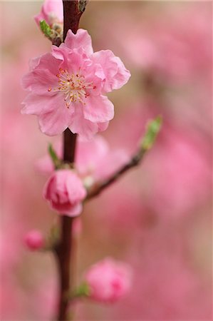 peach flower - Peach blossoms Stock Photo - Premium Royalty-Free, Code: 622-06900476