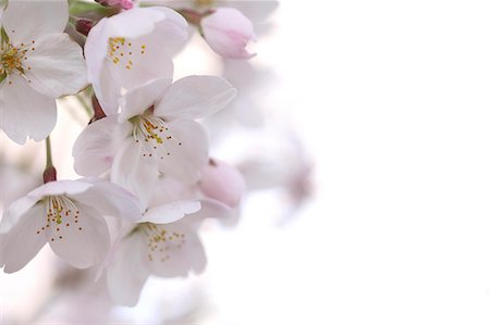 Cherry blossoms Foto de stock - Sin royalties Premium, Código: 622-06900486