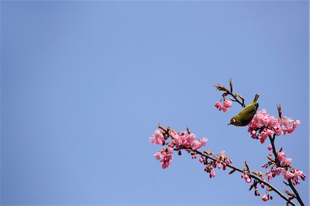 Japanese White Eye and cherry blossoms Stock Photo - Premium Royalty-Free, Code: 622-06900494