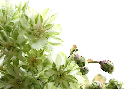 sakura flower white background - Cherry blossoms Stock Photo - Premium Royalty-Free, Code: 622-06900496