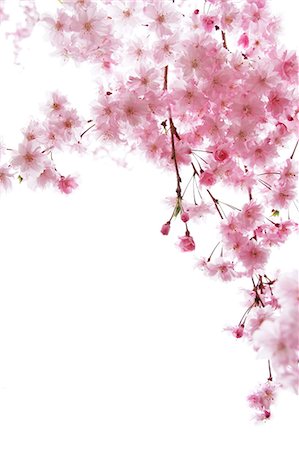 simsearch:622-06900492,k - Cherry blossoms Stock Photo - Premium Royalty-Free, Code: 622-06900492