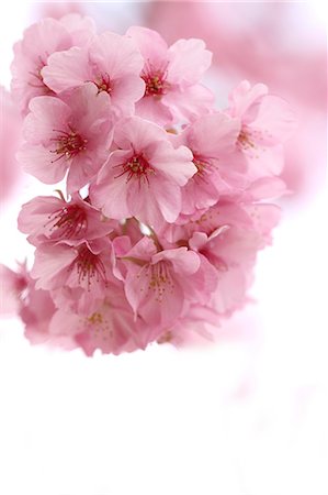 stamen - Cherry blossoms Stock Photo - Premium Royalty-Free, Code: 622-06900504