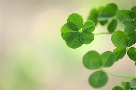 shamrocks - Clover Stock Photo - Premium Royalty-Free, Code: 622-06900506