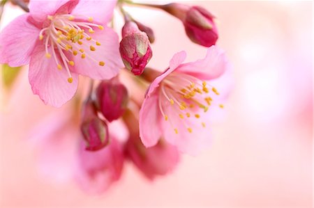 Cherry blossoms Foto de stock - Sin royalties Premium, Código: 622-06900501