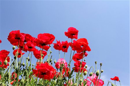 Poppy flowers Stock Photo - Premium Royalty-Free, Code: 622-06900522