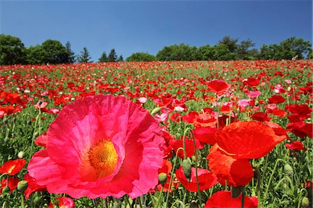 spring tree nobody flower pink sky - Poppy flowers Stock Photo - Premium Royalty-Free, Code: 622-06900536