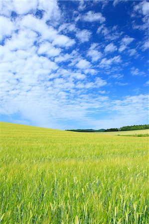 Wheat field and sky with clouds, Hokkaido Photographie de stock - Premium Libres de Droits, Code: 622-06900544