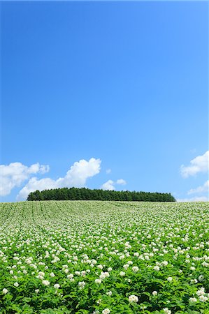 potatoes garden - Potato field and blue sky with clouds, Hokkaido Stock Photo - Premium Royalty-Free, Code: 622-06900545