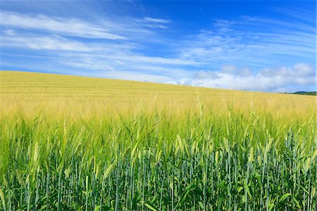 Barley field and sky with clouds, Hokkaido Stockbilder - Premium RF Lizenzfrei, Bildnummer: 622-06900548