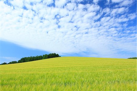 Wheat field and sky with clouds, Hokkaido Photographie de stock - Premium Libres de Droits, Code: 622-06900543
