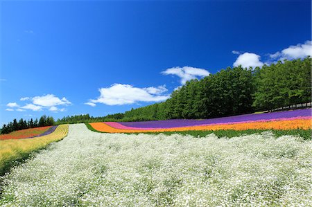 poppy fields blue sky - Flower fields and sky with clouds, Hokkaido Stock Photo - Premium Royalty-Free, Code: 622-06900558