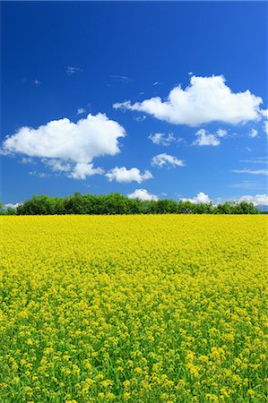 Mustard greens field and blue sky with clouds, Hokkaido Stock Photo - Premium Royalty-Free, Code: 622-06900550