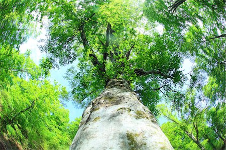 fisheye nature - Beech tree Stock Photo - Premium Royalty-Free, Code: 622-06900584