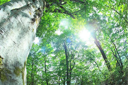 summer landscape woods - Beech forest, Aomori Prefecture Stock Photo - Premium Royalty-Free, Code: 622-06900585