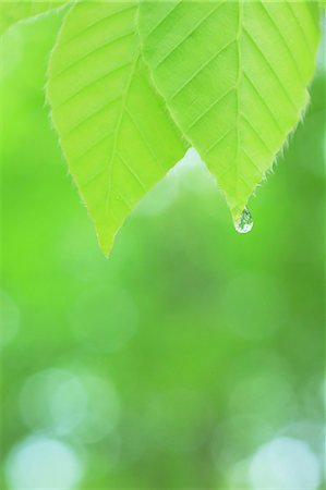 Water droplet on green leaf Photographie de stock - Premium Libres de Droits, Code: 622-06900588