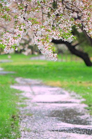 petals scattered - Cherry blossoms Stock Photo - Premium Royalty-Free, Code: 622-06900616