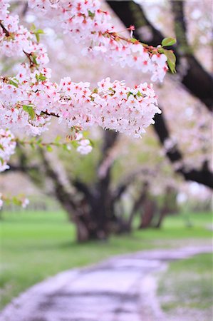 pétalo - Cherry blossoms Foto de stock - Sin royalties Premium, Código: 622-06900619