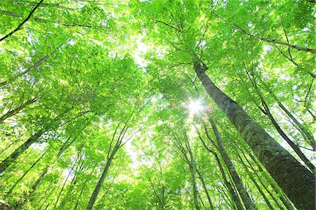 sun leaf - Beech forest, Aomori Prefecture Stock Photo - Premium Royalty-Free, Code: 622-06900612