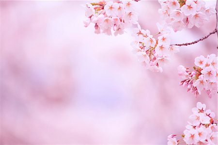 summer landscape flowers - Cherry blossoms Stock Photo - Premium Royalty-Free, Code: 622-06900641