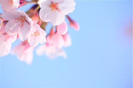 Cherry blossoms and sky Foto de stock - Sin royalties Premium, Código: 622-06900643