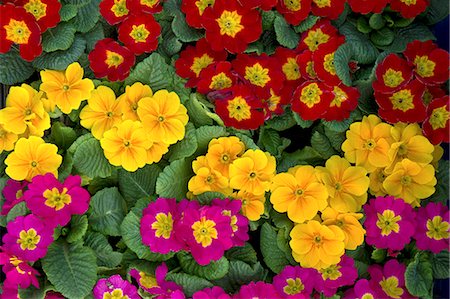 stock picture - Primula flowers Stock Photo - Premium Royalty-Free, Code: 622-06900664