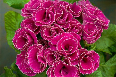 Polyantha flowers Photographie de stock - Premium Libres de Droits, Code: 622-06900665