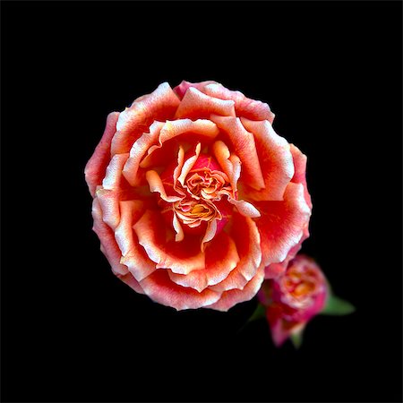 rosa - Rose Stock Photo - Premium Royalty-Free, Code: 622-06900666