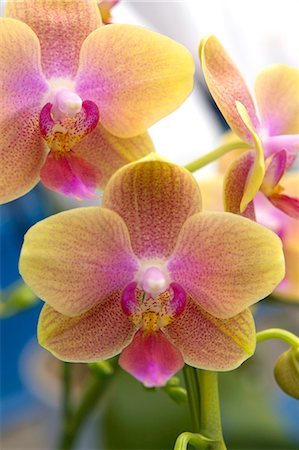 simsearch:622-06900675,k - Phalaenopsis Orchids Stock Photo - Premium Royalty-Free, Code: 622-06900667