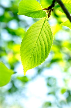 Green leaf Foto de stock - Sin royalties Premium, Código: 622-06900662