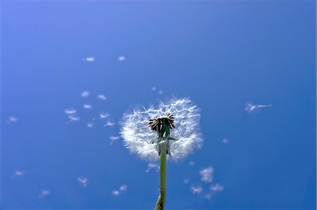 dandelion blue sky - Dandelion fluff Stock Photo - Premium Royalty-Free, Code: 622-06900676
