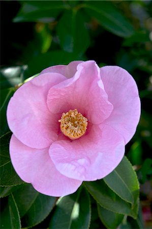 simsearch:622-06900675,k - Camellia Stock Photo - Premium Royalty-Free, Code: 622-06900672