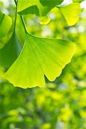 Green ginkgo leaf Photographie de stock - Premium Libres de Droits, Code: 622-06900706