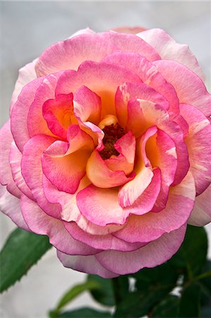 petal rose close up - Rose Stock Photo - Premium Royalty-Free, Code: 622-06900707