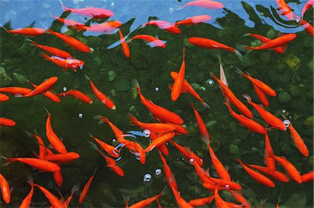 estanque - Goldfish shoal Foto de stock - Sin royalties Premium, Código: 622-06964385
