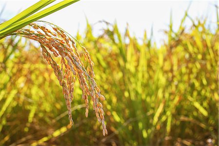 rice ear - Rice ears Stock Photo - Premium Royalty-Free, Code: 622-06964447