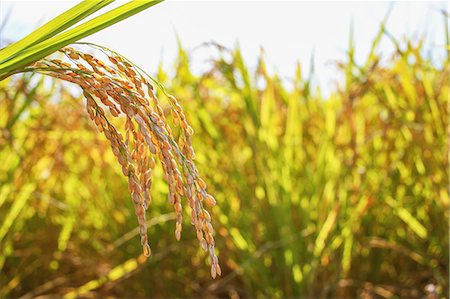 Rice ears Stock Photo - Premium Royalty-Free, Code: 622-06964447