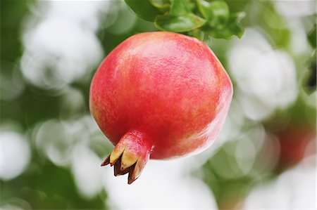 pomegranates not people not illustration - Pomegranate Stock Photo - Premium Royalty-Free, Code: 622-06964449