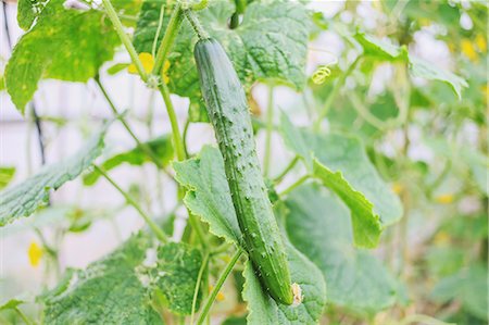 farmer landscape - Cucumber Stock Photo - Premium Royalty-Free, Code: 622-06964454