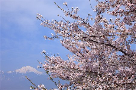 Snowy mountain and cherry blossoms, Nagano Prefecture Foto de stock - Sin royalties Premium, Código: 622-07108362