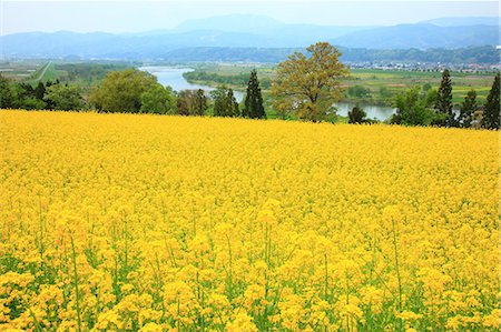 simsearch:622-07108375,k - Rapeseed field, Nagano Prefecture Fotografie stock - Premium Royalty-Free, Codice: 622-07108376
