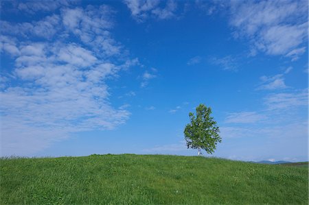 Tree on grassland, Hokkaido Stockbilder - Premium RF Lizenzfrei, Bildnummer: 622-07108417