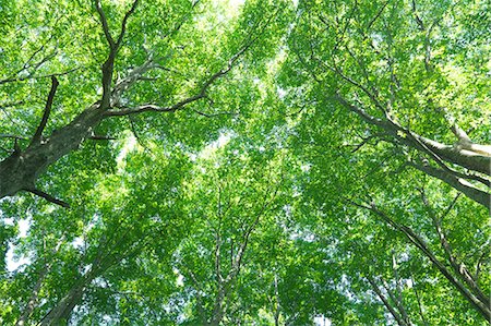 Beech forest, Yamagata Prefecture Fotografie stock - Premium Royalty-Free, Codice: 622-07108444