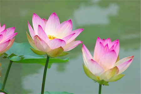 simsearch:622-07519672,k - Lotus flowers Stock Photo - Premium Royalty-Free, Code: 622-07108446