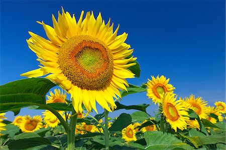 simsearch:622-07108698,k - Sunflower field and sky Foto de stock - Sin royalties Premium, Código: 622-07108454