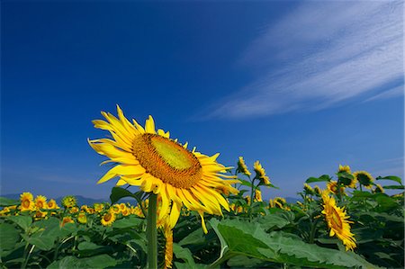 simsearch:622-07108698,k - Sunflower field and sky Foto de stock - Sin royalties Premium, Código: 622-07108455