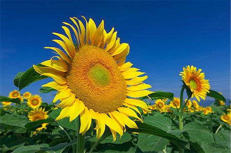 simsearch:622-07108698,k - Sunflower field and sky Foto de stock - Sin royalties Premium, Código: 622-07108456